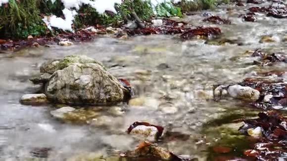 春天的小溪在森林里视频的预览图