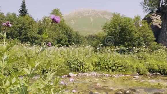 河流在夏日的森林中流淌山景视频的预览图