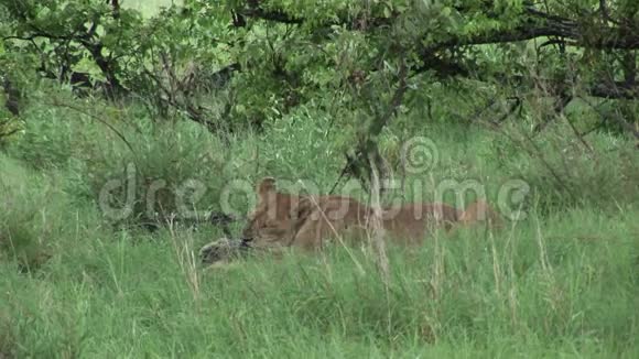 猎捕非洲热带草原肯尼亚野生危险哺乳动物后狮子吸血视频的预览图