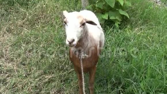 绵羊羔羊牲畜农场动物视频的预览图
