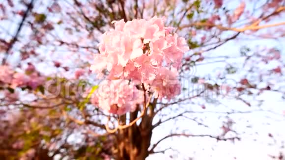粉色喇叭树排视频的预览图