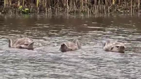两只漂亮的天鹅在游泳视频的预览图