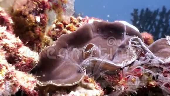 马尔代夫海底海底的双壳类软体动物视频的预览图