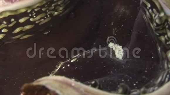 赤海中有重地幔的蜥蜴巨人视频的预览图
