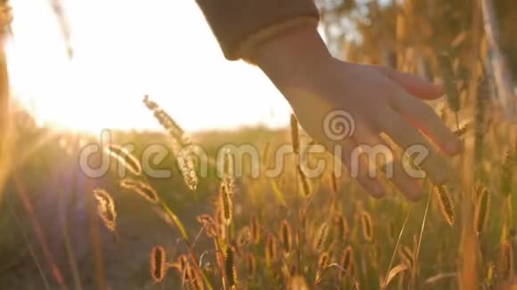 女农民在美丽的日落下用手触摸草地小麦玉米农业Stadicam视频的预览图