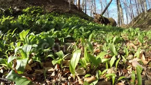 春季野生大蒜蔬菜和草药视频的预览图