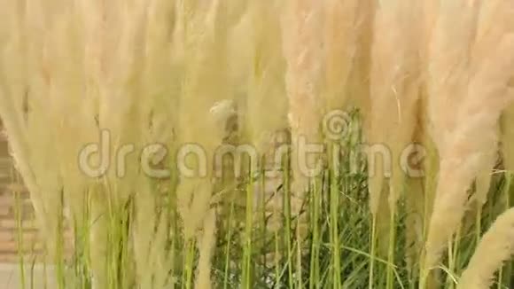克里玛色蓬松植物接近绒毛羽毛状植物视频的预览图
