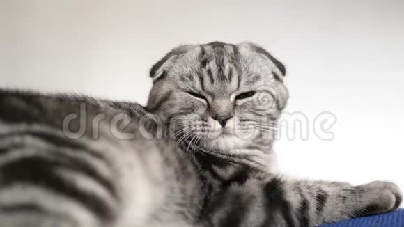英国苏格兰折叠猫猫在撒谎宠物在房间里休息漂亮的塔比猫视频的预览图