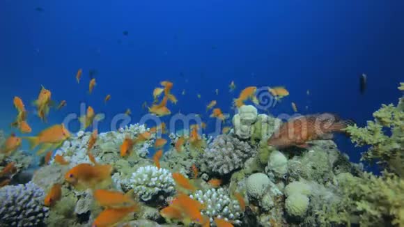 水下五颜六色的热带鱼视频的预览图