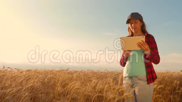 农民妇女在麦田里用平板电脑工作计划种植谷物农业概念女农学家研究视频的预览图