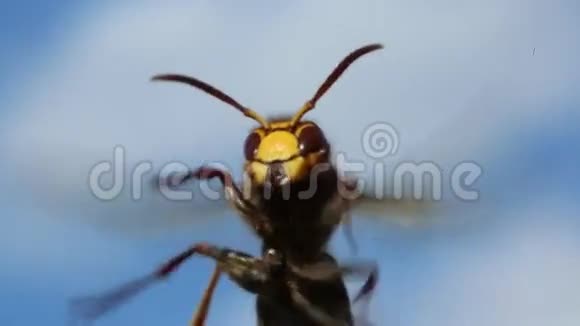 大黄蜂大型食肉昆虫视频的预览图