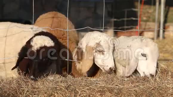 绵羊在农场吃稻草视频的预览图