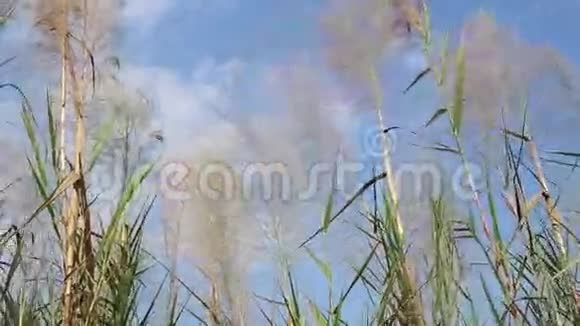 泰国的禾本科植物视频的预览图
