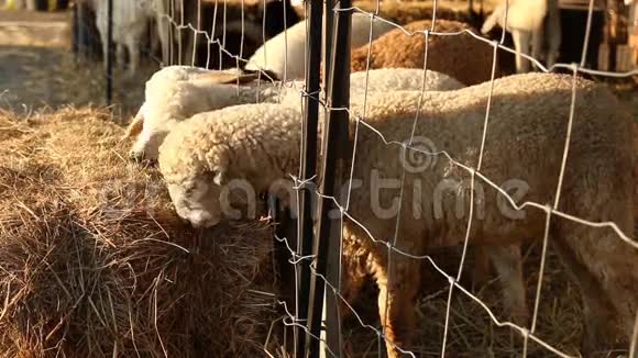 绵羊在农场吃稻草视频的预览图