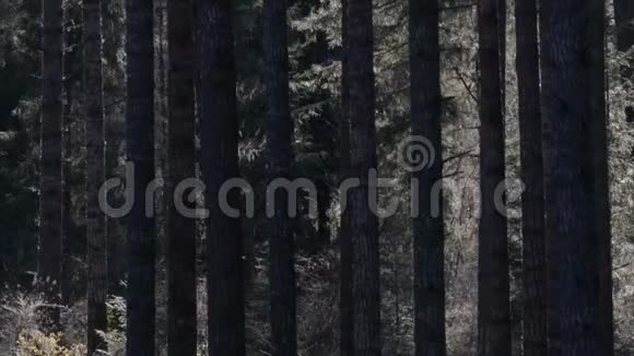 有高大松树的森林视频的预览图