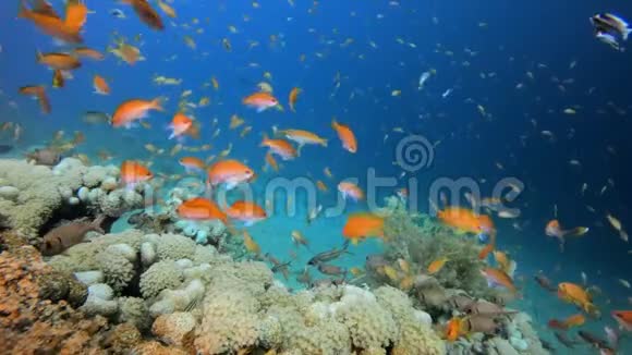 水下热带彩鱼视频的预览图