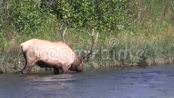 公牛麋鹿喝酒视频的预览图