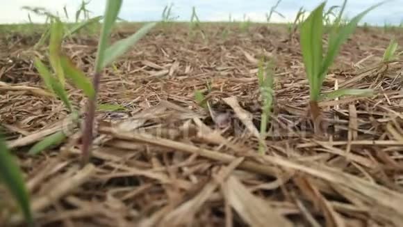 甘蔗种植性质视频的预览图
