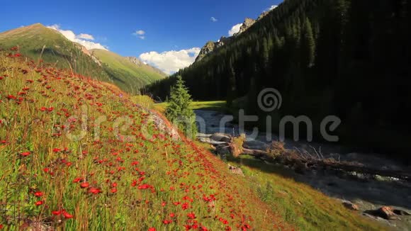 美丽的山景有鲜花和山河视频的预览图