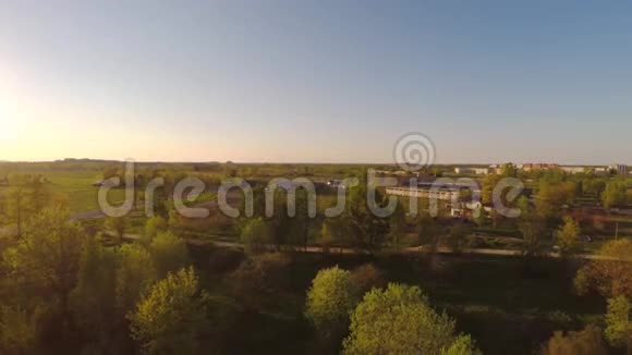 绿色夏日公园日落松树空中镜头视频的预览图