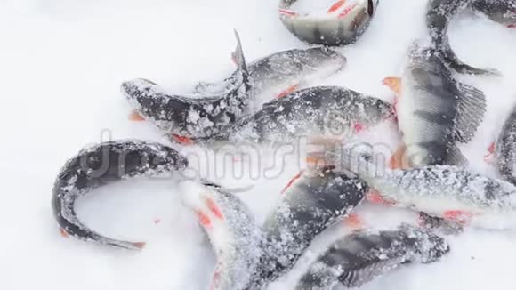 新鲜的鱼在冬天钓鱼视频的预览图