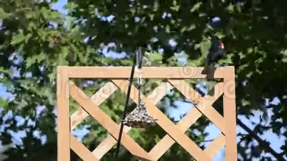红翅黑鸟在一个悬挂的馈线视频的预览图