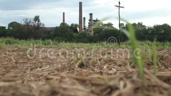 甘蔗种植性质视频的预览图