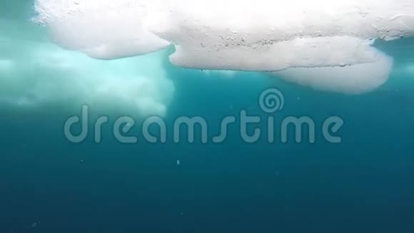 豹海豹在水下视频的预览图
