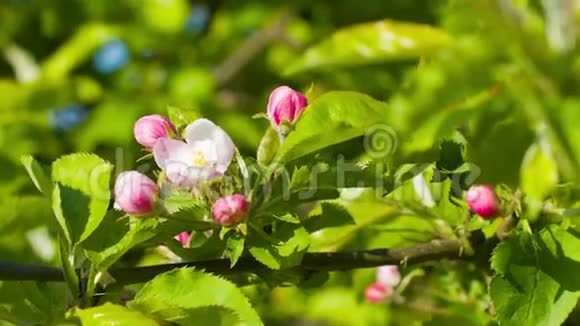 苹果树春天的花在绿枝上视频的预览图