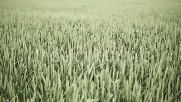 绿色小麦视频的预览图