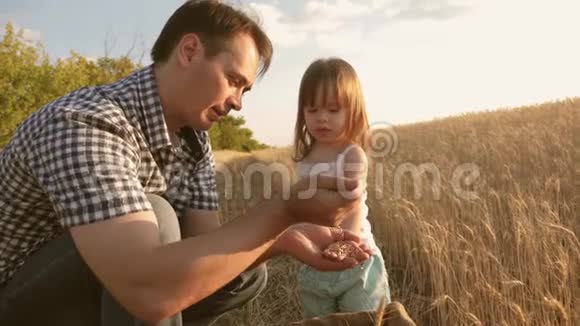 爸爸是一名农艺师小孩子正在麦田里玩袋子里的谷物父亲农夫玩小儿子视频的预览图