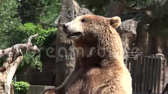 野中的棕熊视频的预览图