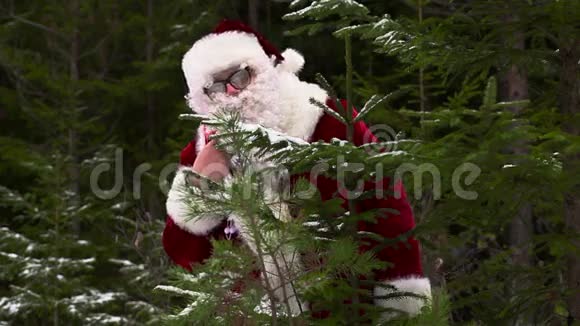 圣诞老人躲在森林里的杉树后面视频的预览图