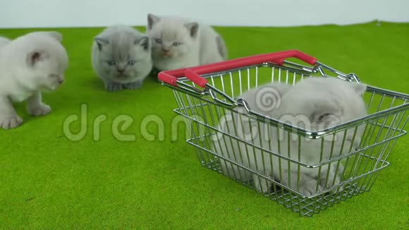 小猫在购物车里吃宠物食品视频的预览图