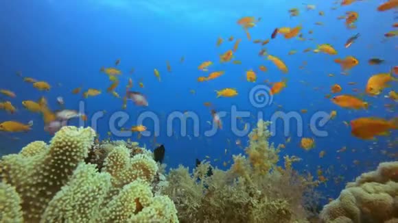 珊瑚花园水下海景视频的预览图
