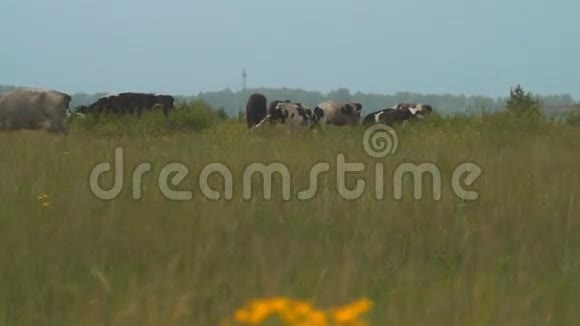 牧场上的牛群视频的预览图