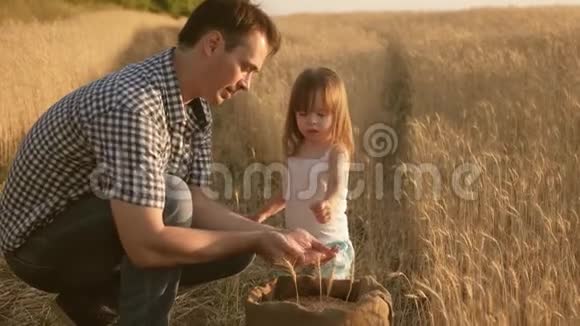 父亲农夫和小儿子女儿在田里玩孩子手中的小麦爸爸是个农学家视频的预览图