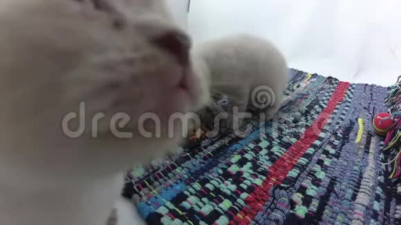 小猫从塑料袋里吃东西视频的预览图