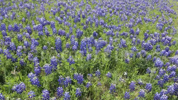 德克萨斯州蓝邦球场在春天视频的预览图