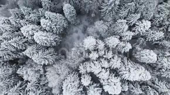 冬季阴天森林的鸟瞰图美丽的冬天自然的云杉和松在雪从空中飞过视频的预览图
