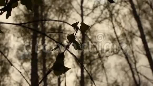 春天的桦树在森林里落叶视频的预览图
