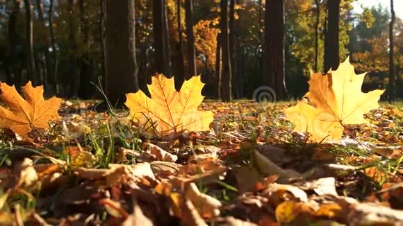 秋天的树和树叶在阳光下视频的预览图