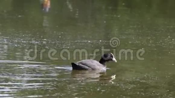 湖上的鸟视频的预览图