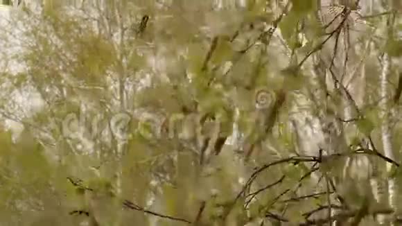 春天的桦树在森林里落叶视频的预览图