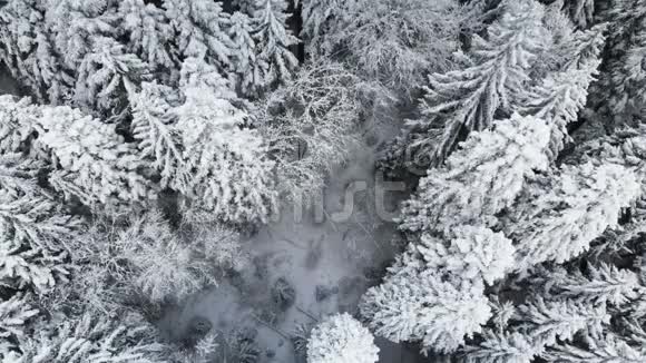 冬季阴天森林的鸟瞰图美丽的冬天自然的云杉和松在雪从空中飞过视频的预览图