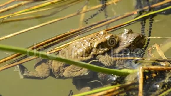 青蛙在繁殖过程中视频的预览图