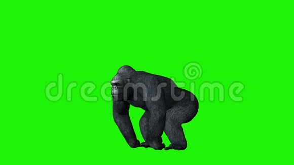 大猩猩用自己的胸绿屏幕视频的预览图
