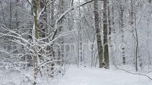 冰冻的大自然和森林视频的预览图