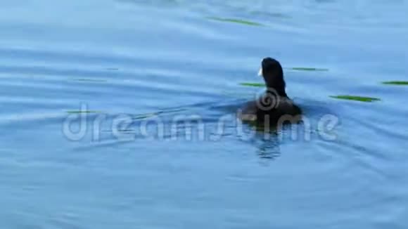 湖上的鸟视频的预览图