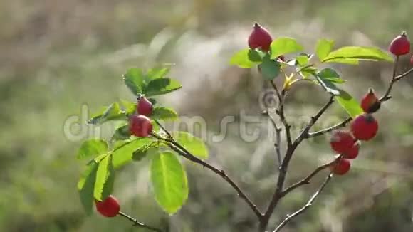 在树枝自然灌木丛上的红色玫瑰浆果视频的预览图